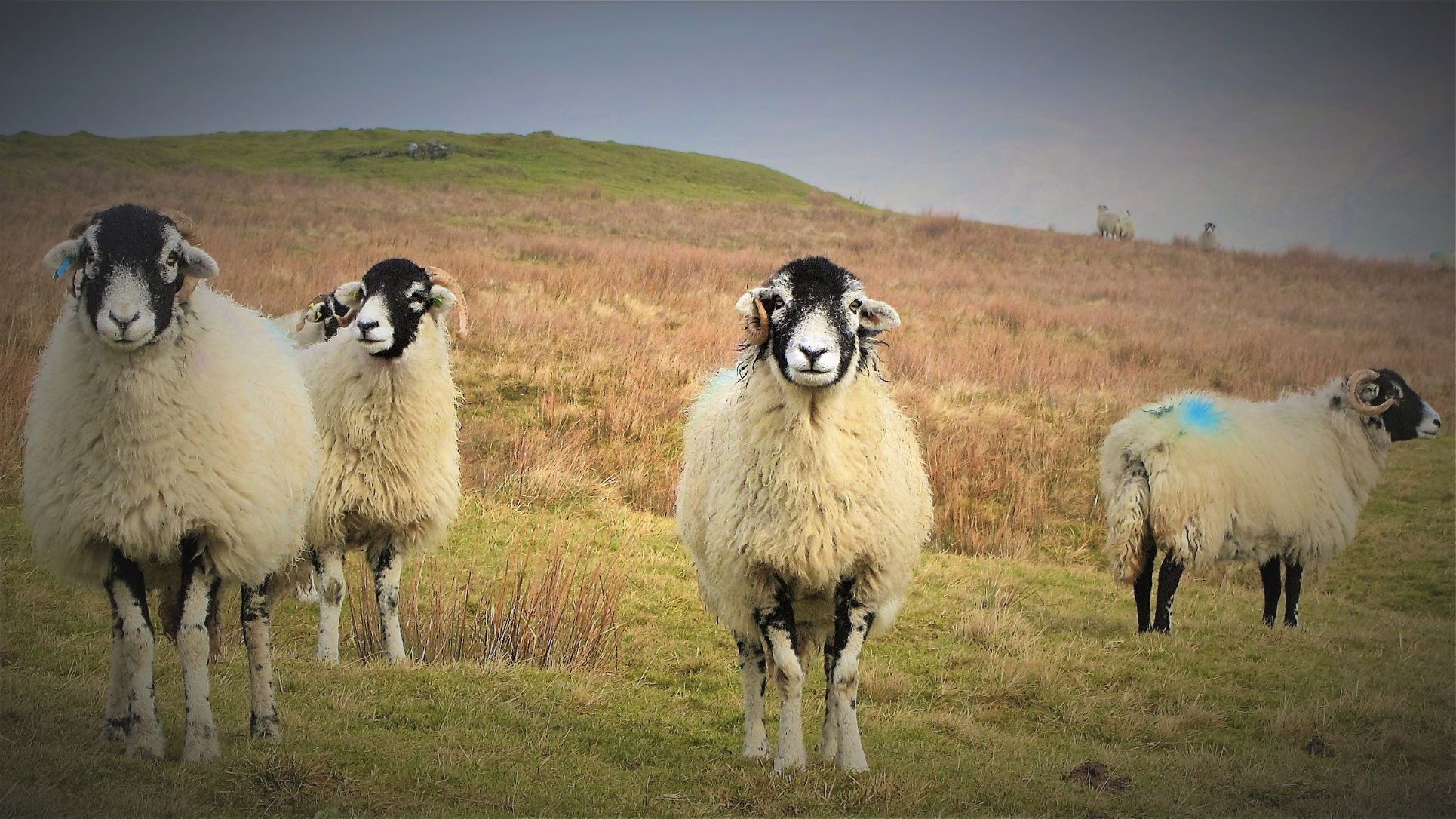 Sheep on Moors